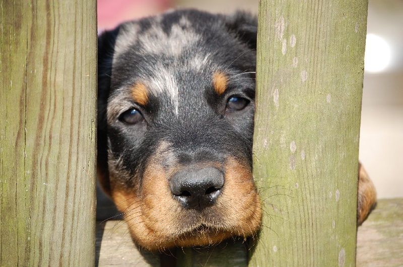 chiens-Berger-de-Beauce-0c187145-7038-52e4-8128-a1455c195826.jpg