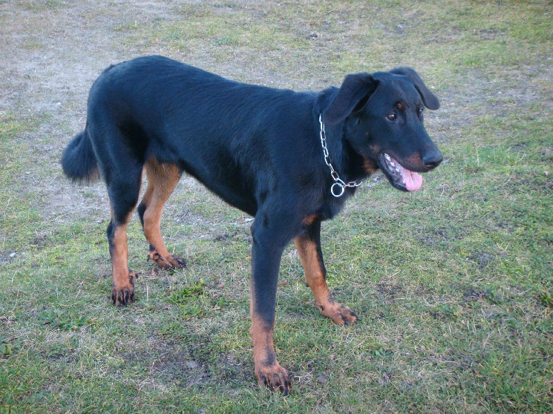 Chien Berger De Beauce Dexter Des Plaines De La Chapelle