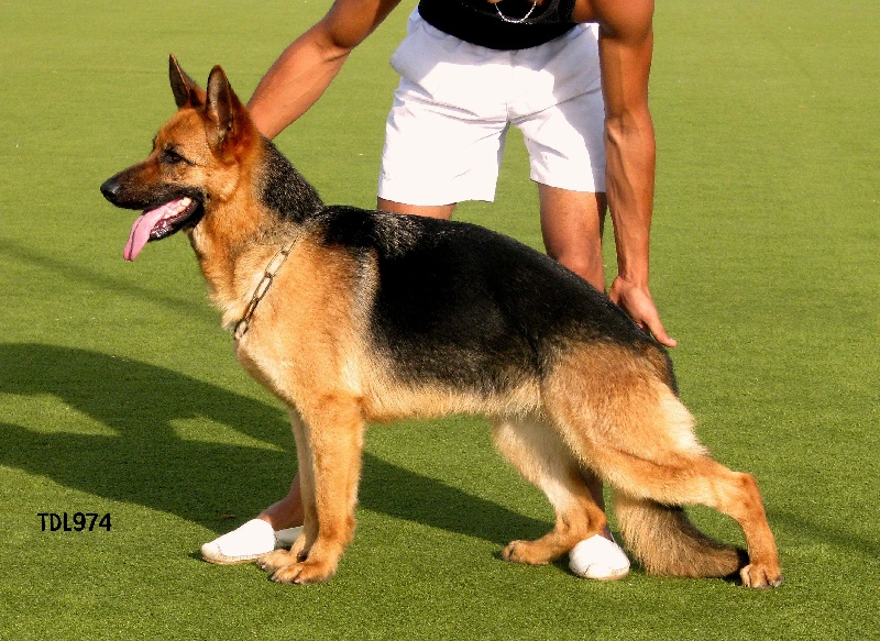 Chien Berger Allemand Dolly De La Tani Re Des Lions