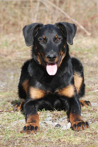 Chien Berger De Beauce Guts Du Fond Des Camps