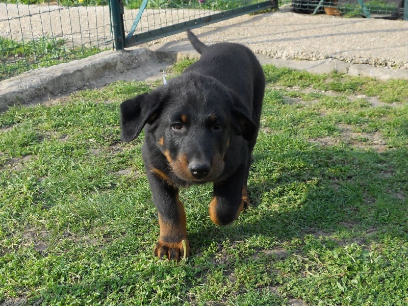 Chien Berger De Beauce Farro Des Plaines De La Chapelle