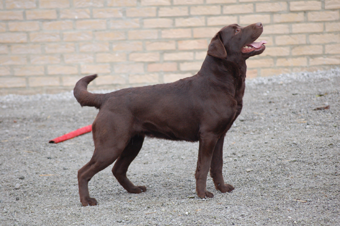 Chien Labrador Retriever Caline Du Taillis Madame