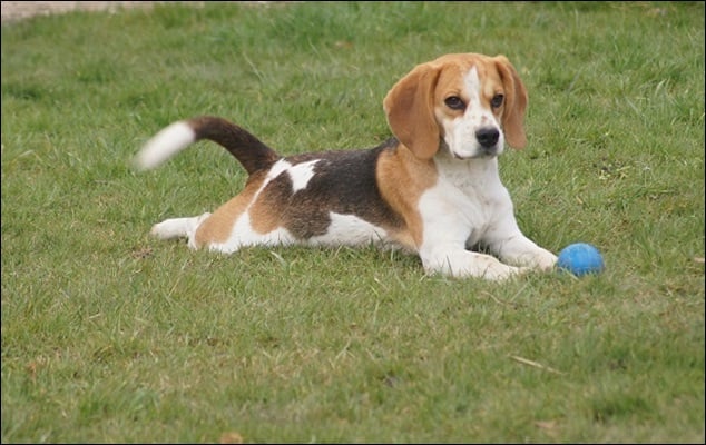 rencontre beagle