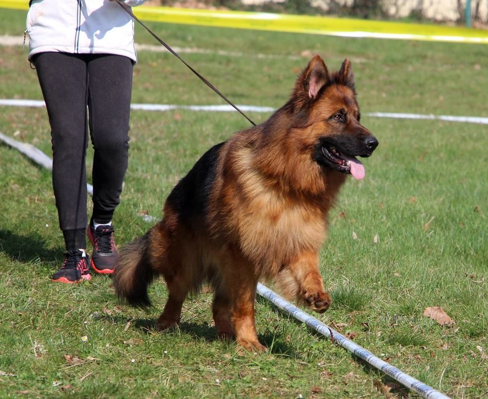 Chien Berger Allemand Poil Long CH Lewis Des Trois Lieux