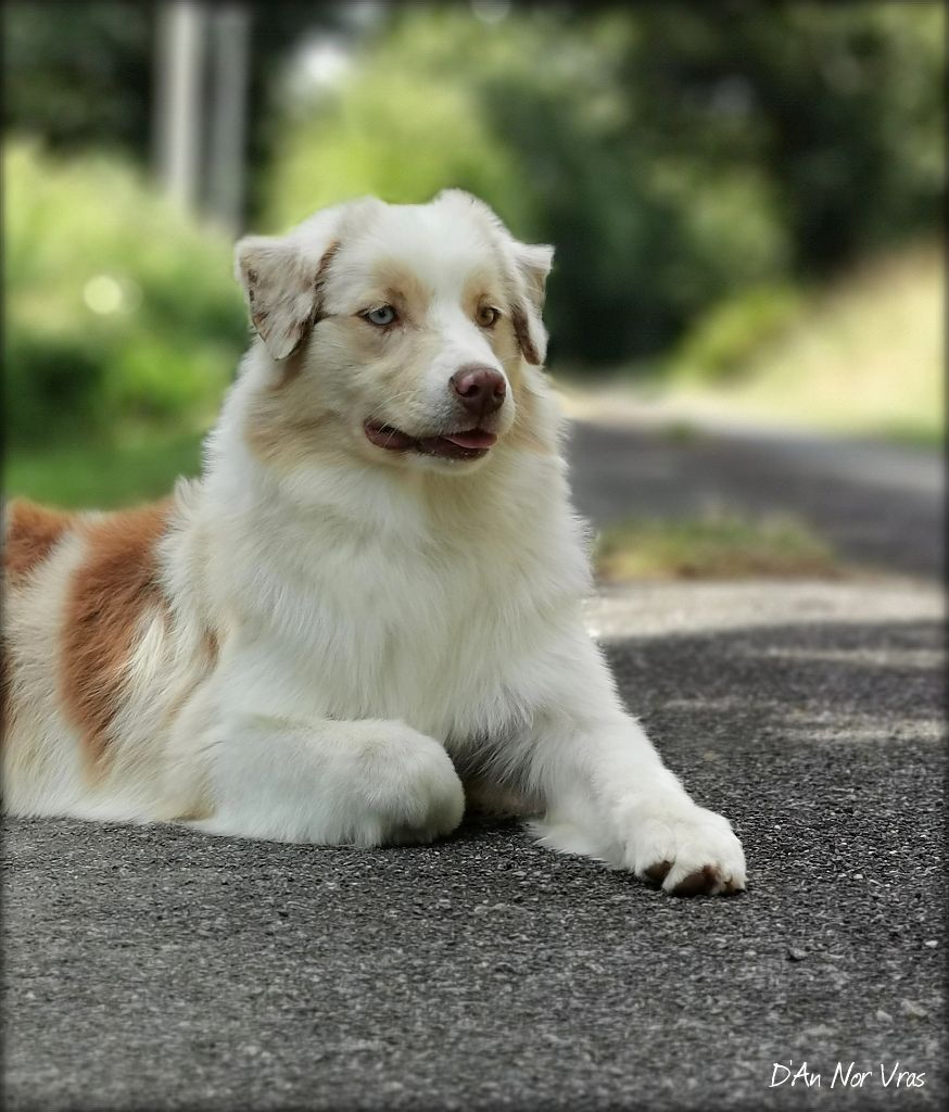 Chien Berger Australien Philadelphia D An Nor Vras