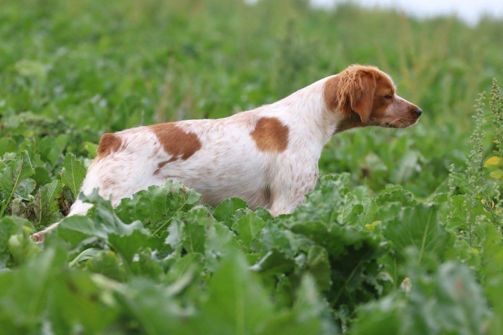 Chien Levage Du Pays D Artois Leveur De Chiens Pagneul Breton