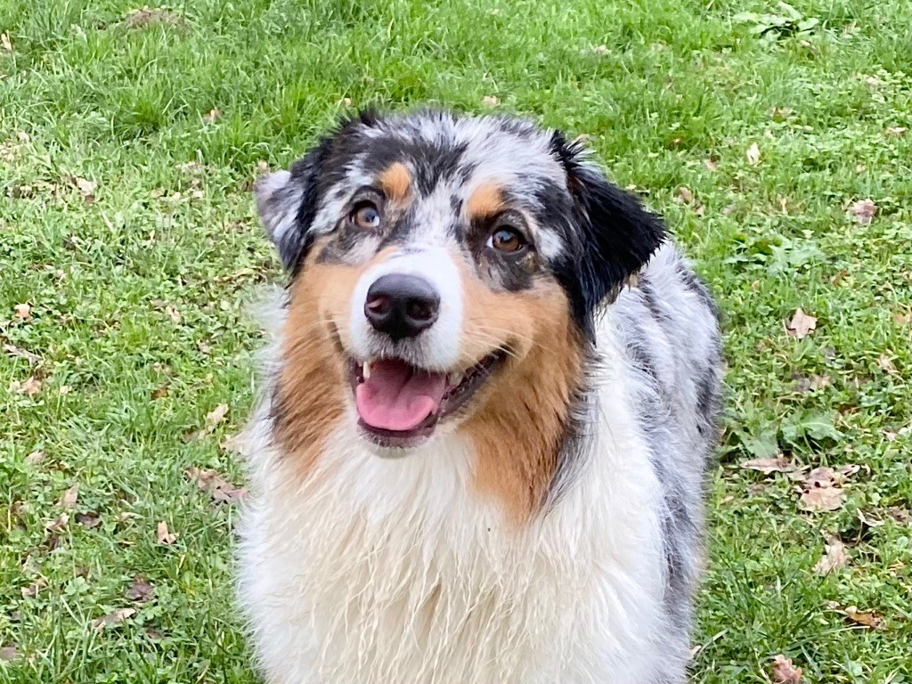 Chien Berger Australien Rien Ne Va Plus D An Nor Vras