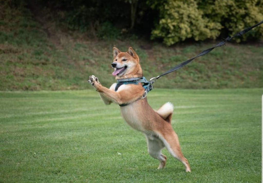 Chien Shiba Pu yi yuji De La Vallée Des Loges