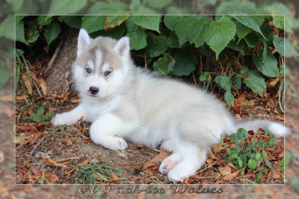 Chiot Elevage Husky Chiot Husky à vendre Eleveur passion de Husky LOF