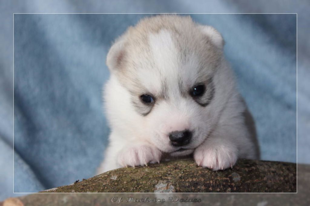 Chiot Elevage Husky Chiot Husky Vendre Eleveur Passion De Husky Lof