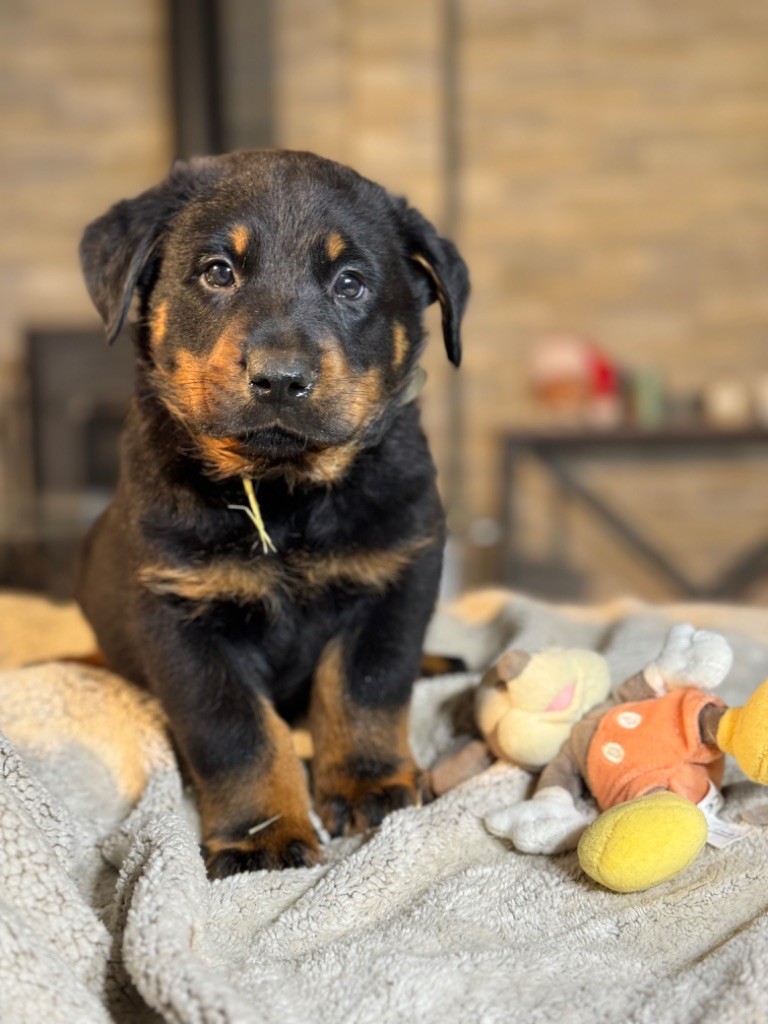 Chiot Berger De Beauce Very Good Boy Gris Noir Et Feu Du Berceau De