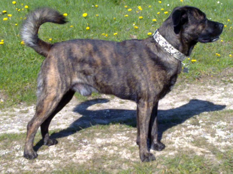 Dogs: Ο καλύτερος φίλος του ανθρώπου - Φίλα Μπραζιλέιρο – Fila Brasileiro  Other names: Brazilian Bloodhound, Brazilian Mastiff, Brazilian Molosser,  Cao de Brasil, Cão de Fila, Onceiro Origin: Brazil Breed Group: Working