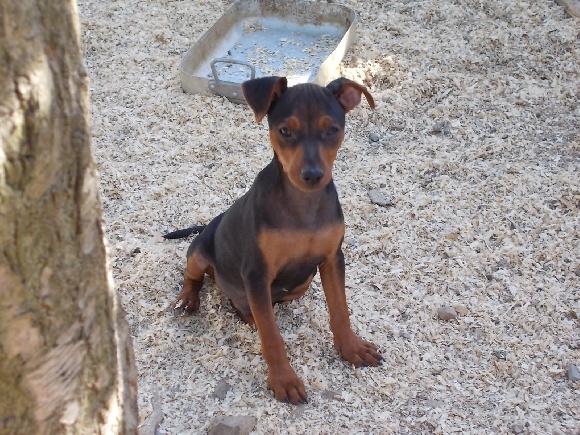 Accueil Elevage De La Vigne Aux Vents Eleveur De Chiens Pinscher Nain