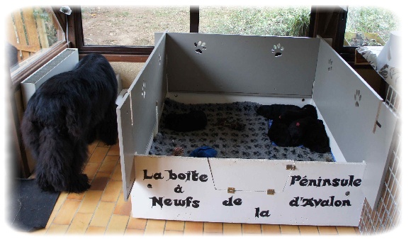 rencontre entre deux chiens males