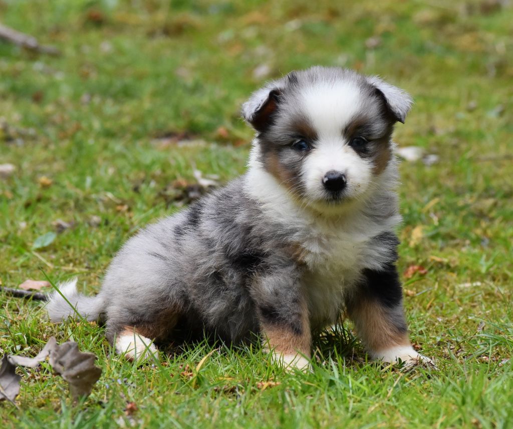 Chiot Berger Américain Miniature femelle bleue merle 3 De La Folle