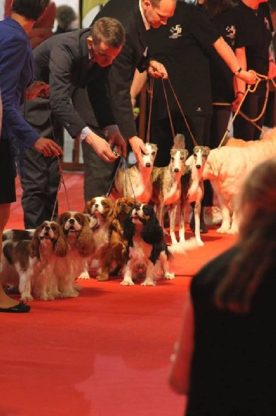 rencontre bouledogue francais herault