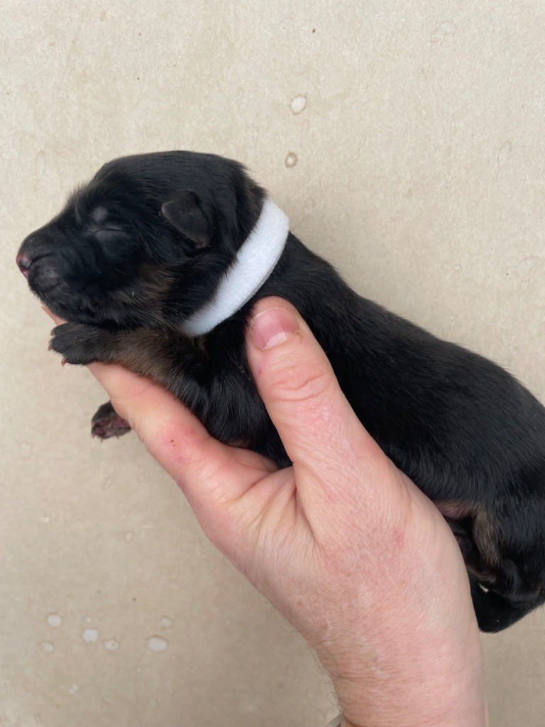 Chiot Berger Allemand Poil Long Femelle Du Val Des Grands Sacres