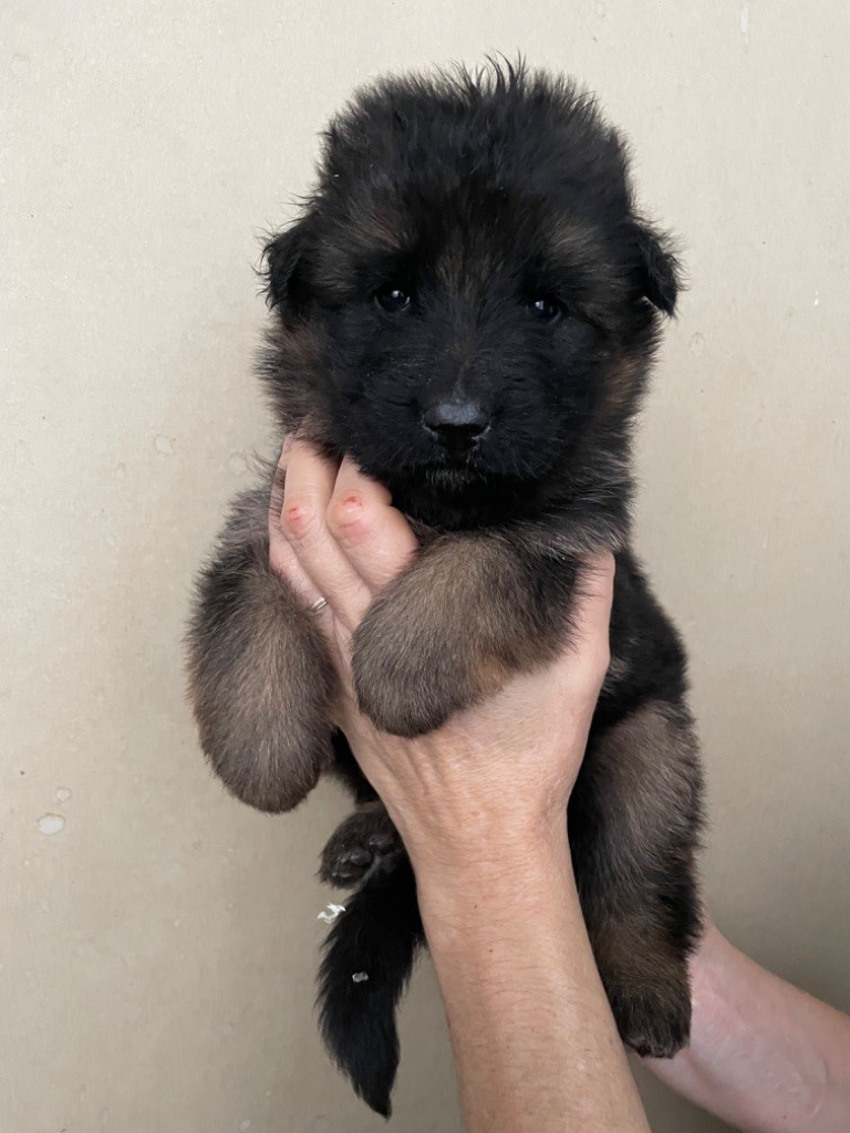 Chiot Berger Allemand Poil Long Chiot Du Val Des Grands Sacres