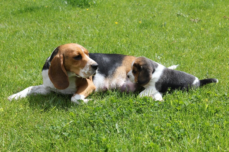 rencontre chiots