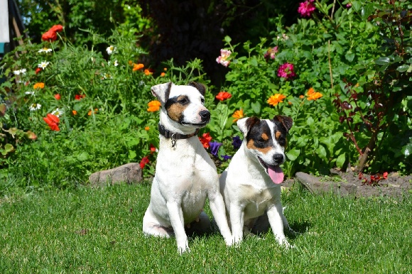 site de rencontre jack russel