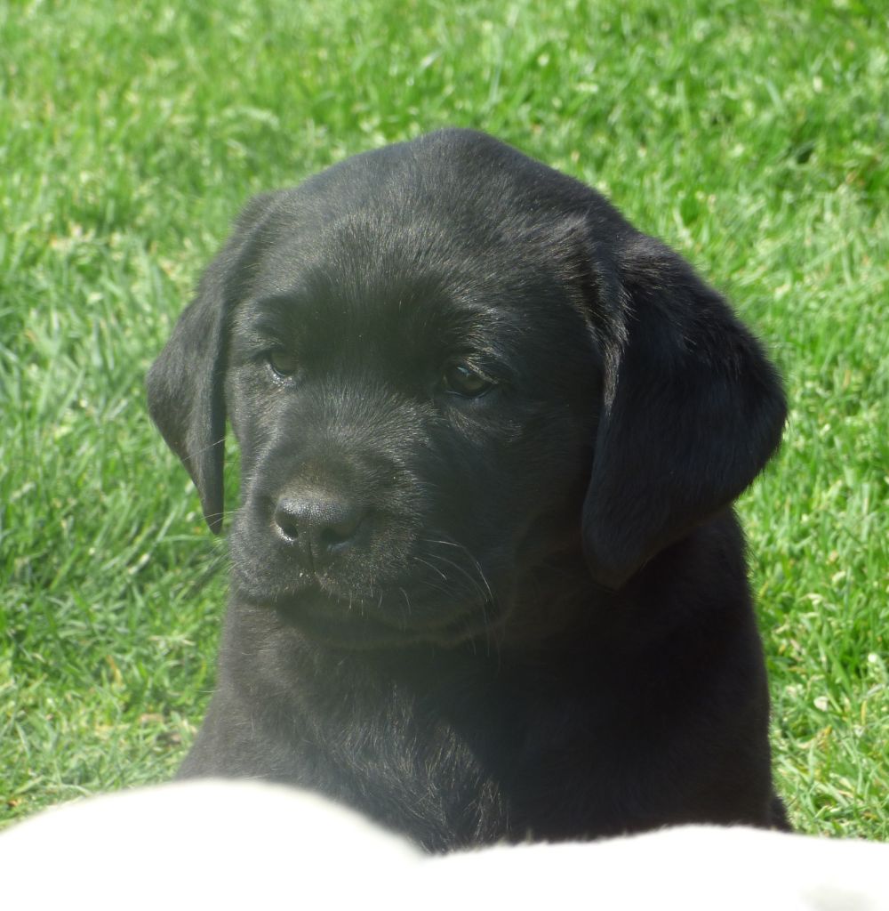 Chiot Elevage Du Moulin Sault Eleveur De Chiens Labrador Retriever