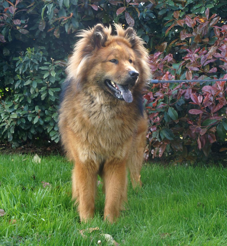 Chien Eurasier Sirius Black De La Source Des Rochettes