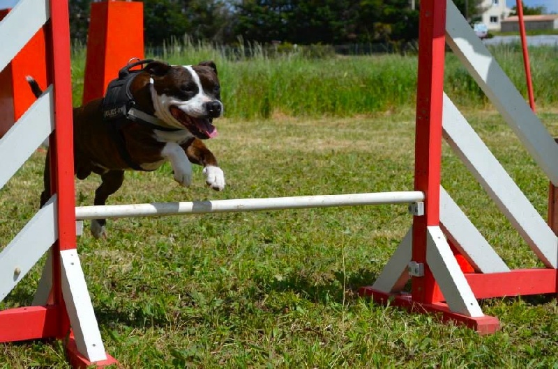 immunothérapie ostéosarcome chien