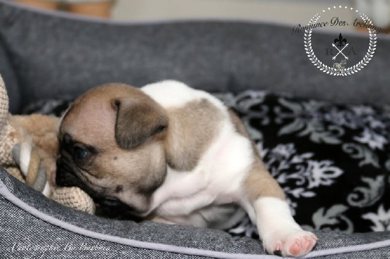 rencontre bouledogue