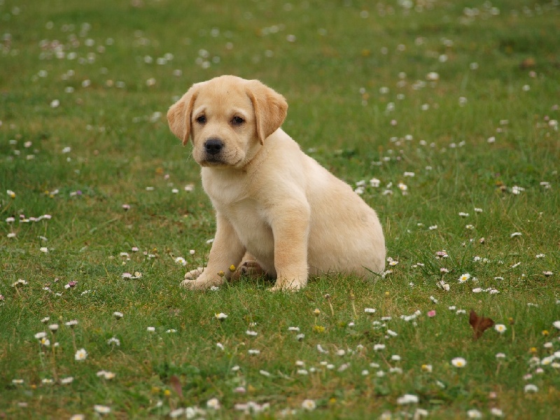 rencontre canines