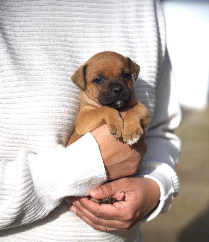 Chiot Staffordshire Bull Terrier CHIOT 1 Des Montagnes Du Kurdistan