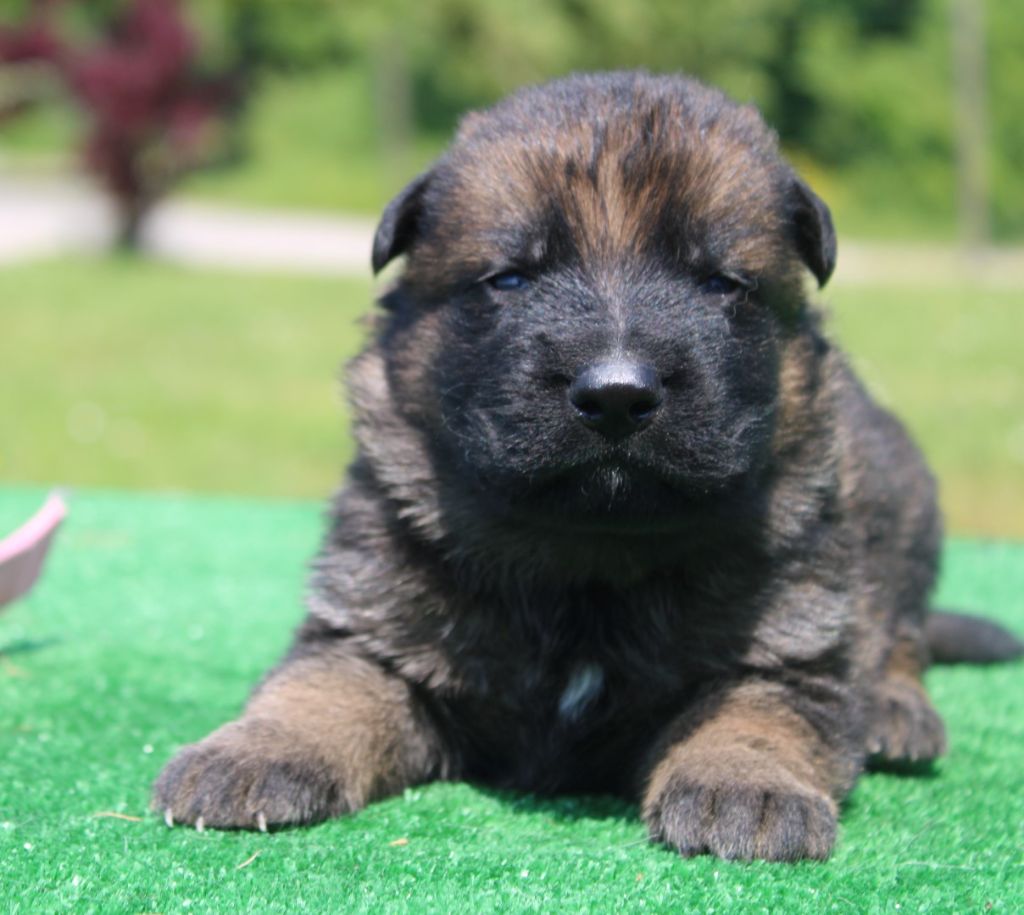 Chiot Berger Allemand CHIOT fauve charbonné du Verger De Bourlon