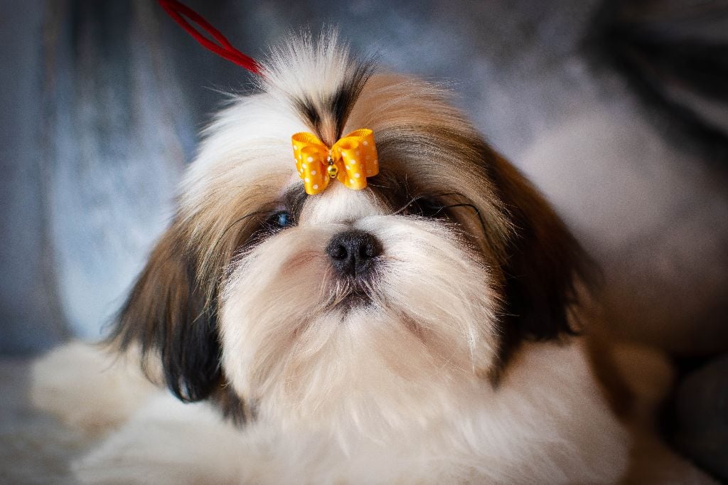 Chiot Elevage Made In Albizzia Eleveur De Chiens Shih Tzu