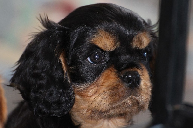 rencontre cavalier king charles