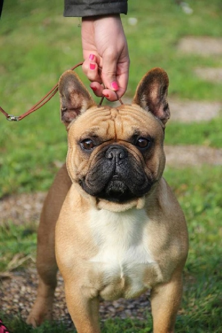 rencontre bouledogue francais nantes