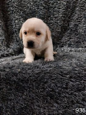 Chiots De La Race Labrador Retriever Disponibles Sur Chiots De France