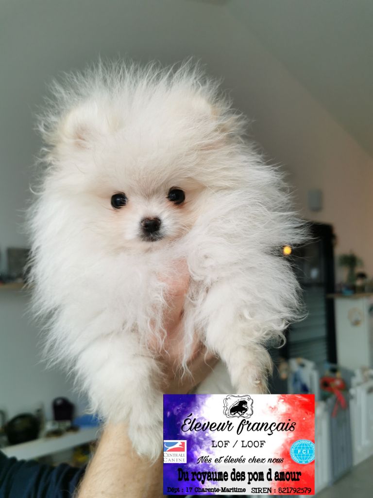 Chiot Elevage Spitz Nain Elevage Spitz Pomeranian Elevage Spitz Nain