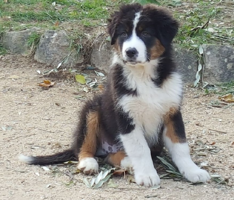 Chien Elevage De La Montagne Des Grinchs Eleveur De Chiens Berger