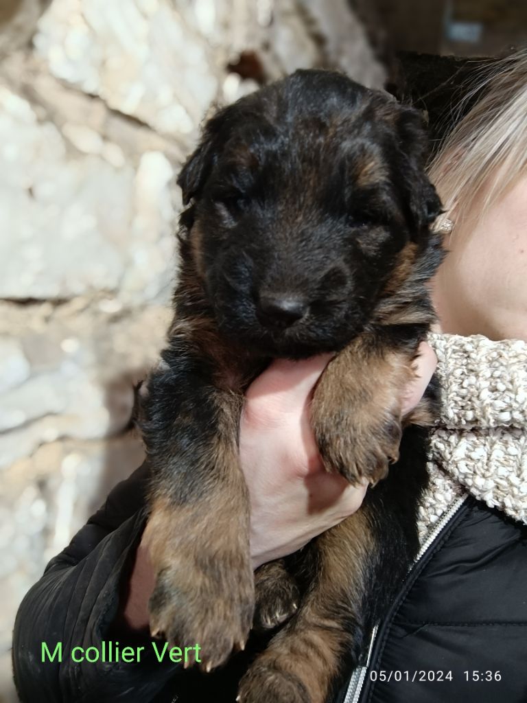 Chiot Berger Allemand Poil Long M Le Collier Vert Des Gueules De Braise