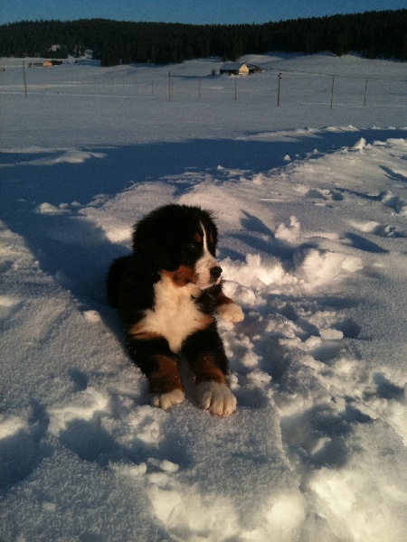 rencontre bouvier bernois