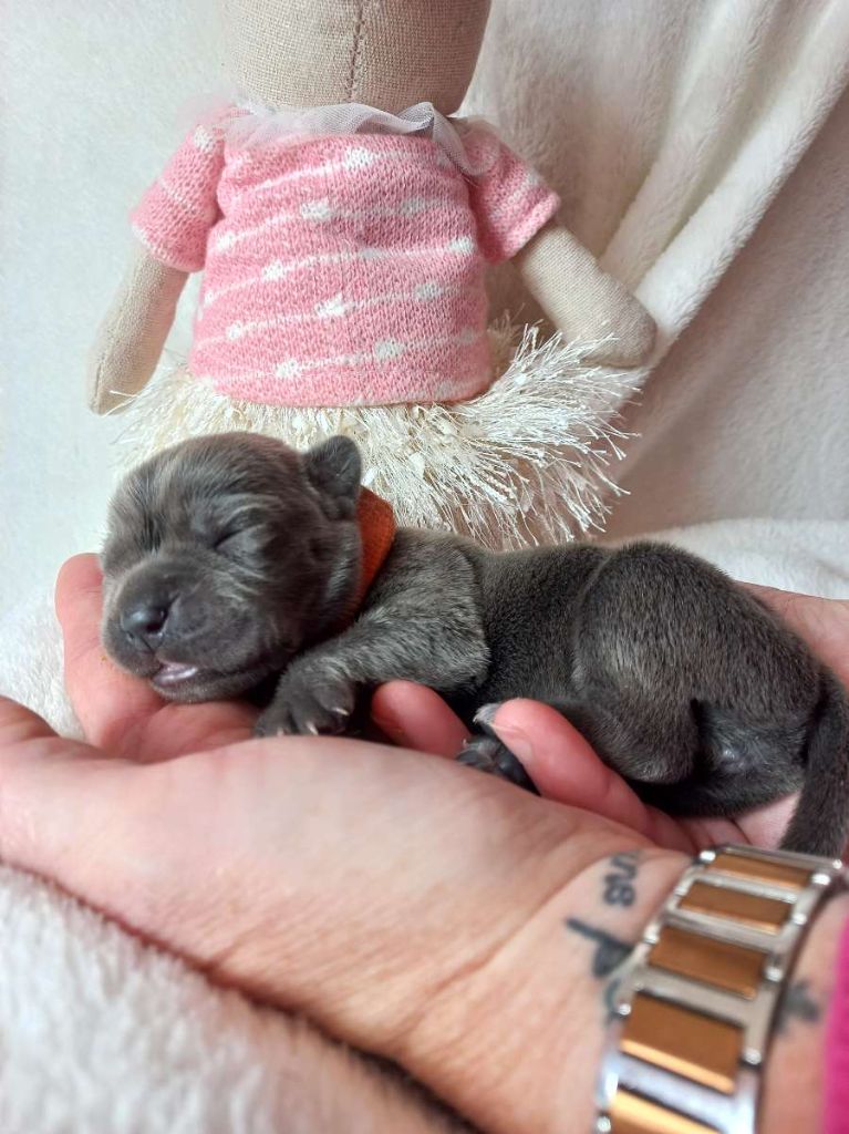 Chiot Cane Corso Vogue Collier Orange Des Abysses De N M Sis