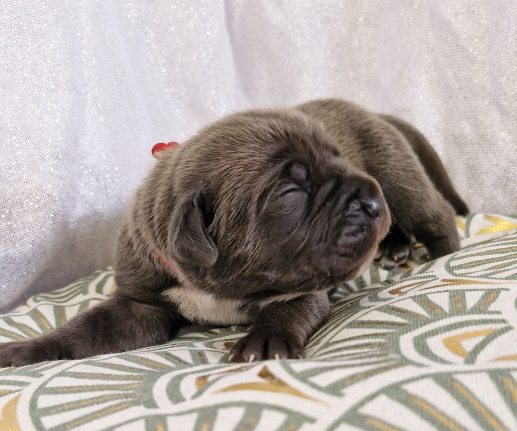 Chiot Cane Corso Collier Rouge Des Terres Saintauloises