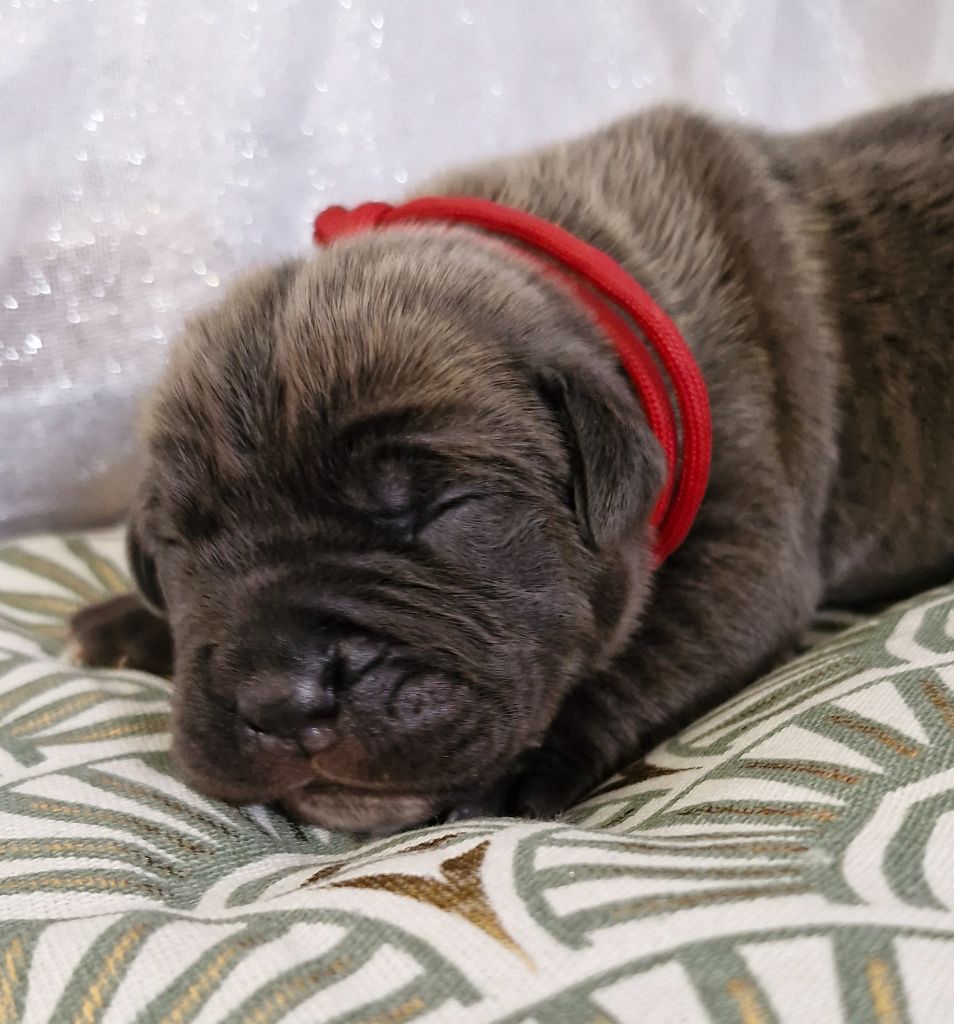 Chiot Cane Corso Collier Rouge Des Terres Saintauloises