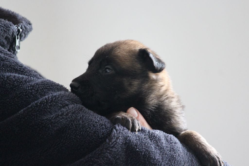 Chiot Berger Belge Joe Du Domaine Des Audacieux