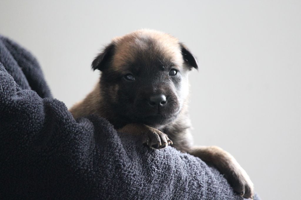 Chiot Berger Belge Baxter Du Domaine Des Audacieux