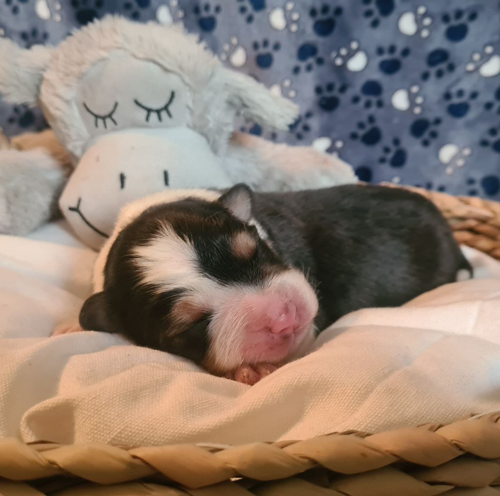 Chiot Berger Australien Umaway Des P tits Coeurs Fidèles