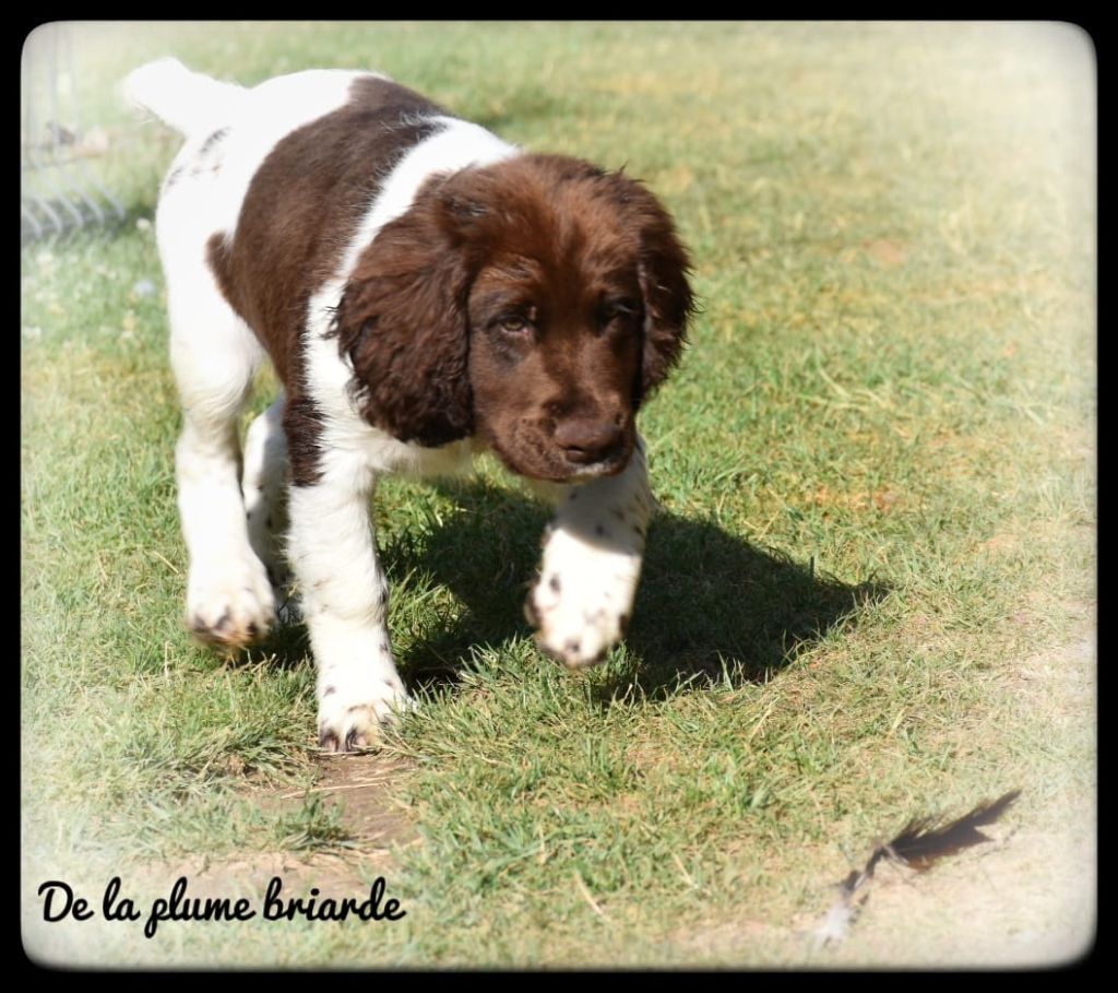 Chiots De La Race Petit Epagneul De M Nster Disponibles Sur Chiots De