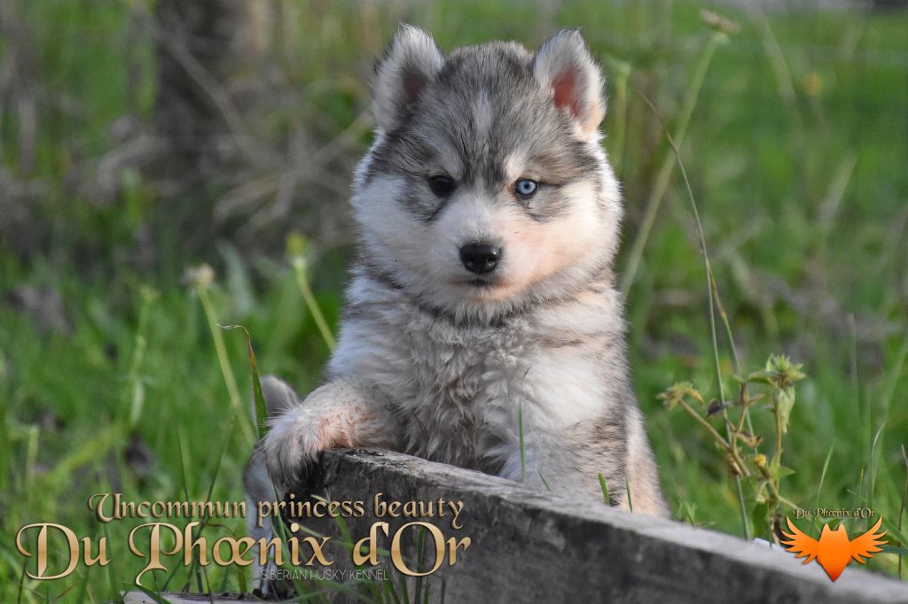 Chiot Siberian Husky Femelle 2 Du Phoenix D Or