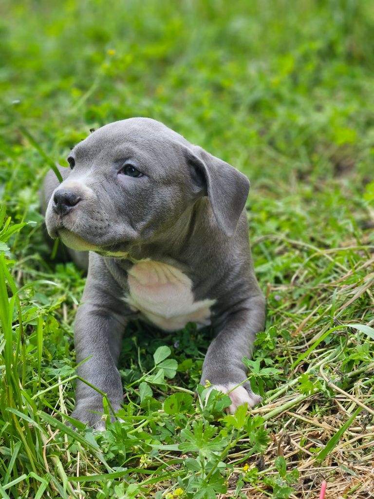 Chiot American Staffordshire Terrier Chiot Du Domaine Des Sabliers