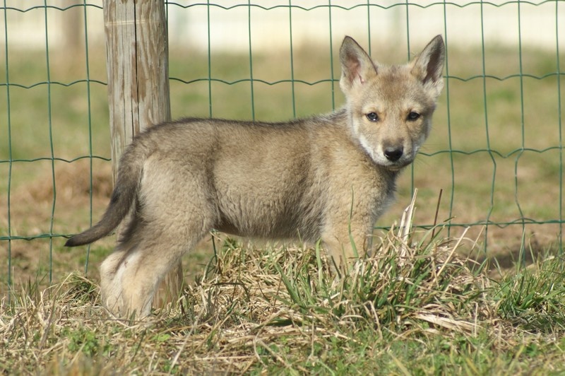 rencontre chaton chien