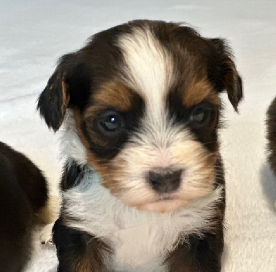 Chiots de race Bichon Havanais LOF à vendre en France